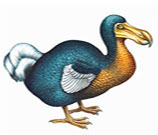 dodo